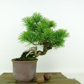 盆栽 松 五葉松 樹高 約19cm ごようまつ Pinus parviflora ゴヨウマツ マツ科 常緑針葉樹 観賞用 小品 現品