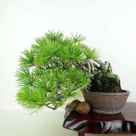 盆栽 松 五葉松 樹高 上下 約18cm ごようまつ Pinus parviflora ゴヨウマツ マツ科 常緑針葉樹 観賞用 小品 現品