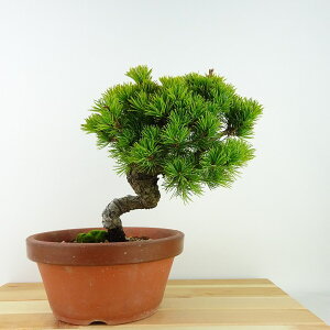~  ܗt  21cm 悤܂ Pinus parviflora SE}c [ }c ΐjt Ϗܗp i