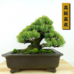 ~  ܗt {  18cm 悤܂ ~ Pinus parviflora SE}c }c ΐjt Ϗܗp i i