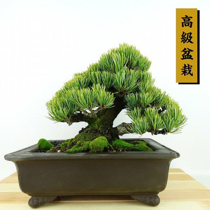 楽天市場】盆栽 松 五葉松 宮島 樹高 約18cm ごようまつ 高級盆栽 