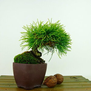 ~  ܗt  11cm 悤܂ Pinus parviflora SE}c }c ΐjt Ϗܗp i i 