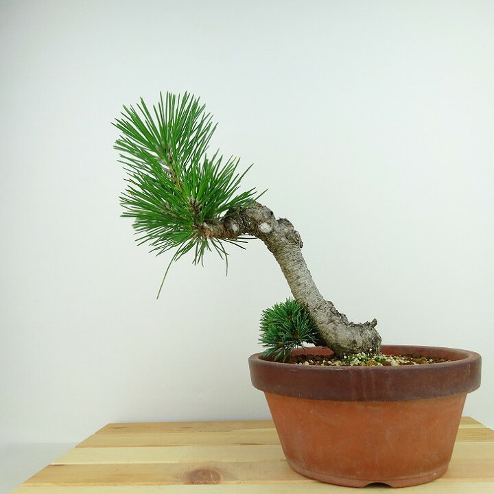 楽天市場】盆栽 松 五葉松 明星 樹高 約22cm ごようまつ Pinus 