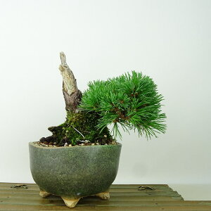 ~  ܗt   14cm 悤܂ Pinus parviflora SE}c }c ΐjt Ϗܗp i i