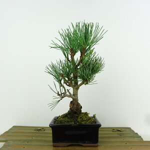 ~  ܗt  18cm 悤܂ Pinus parviflora SE}c }c ΐjt Ϗܗp i i 