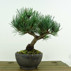 ~  ܗt  13cm 悤܂ Pinus parviflora SE}c }c ΐjt Ϗܗp i i 