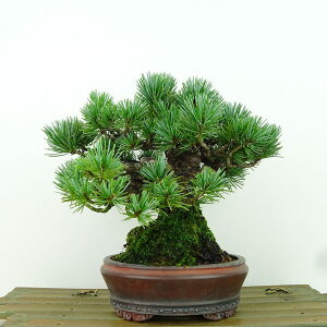 ~  ܗt  16cm 悤܂ Pinus parviflora SE}c }c ΐjt Ϗܗp i i