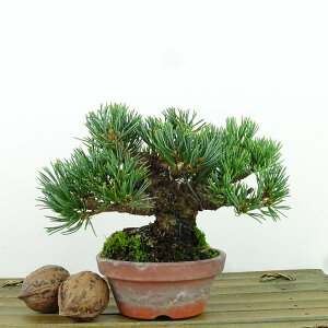 ~  ܗt  9cm 悤܂ Pinus parviflora SE}c }c ΐjt Ϗܗp i i