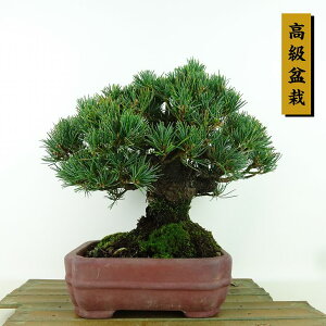 ~  ܗt  19cm 悤܂ ~ Pinus parviflora SE}c [}c ΐjt Ϗܗp i i