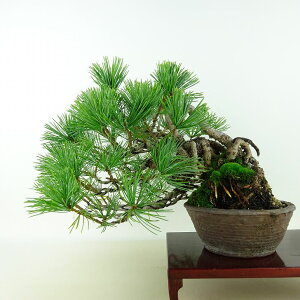 盆栽 松 五葉松 樹高 上下 約24cm ごようまつ Pinus parviflora ゴヨウマツ マツ科 常緑針葉樹 観賞用 現品