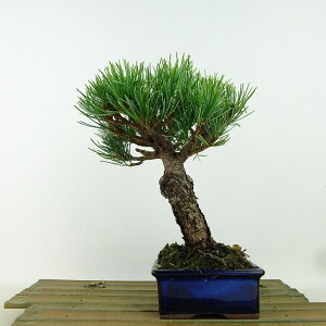 ~  ܗt  19cm 悤܂ Pinus parviflora SE}c }c ΐjt Ϗܗp i i 