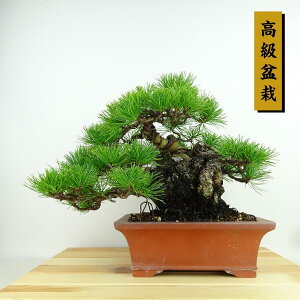 ~  ܗt  23cm 悤܂ ~ Pinus parviflora SE}c }c ΐjt Ϗܗp i