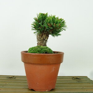 ~  ܗt   8cm 悤܂ Pinus parviflora SE}c }c ΐjt Ϗܗp i i 