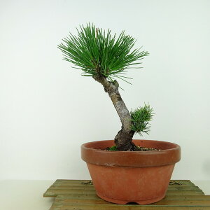 ~  ܗt   21cm 悤܂ Pinus parviflora SE}c }c ΐjt Ϗܗp i