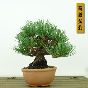 ~  ܗt  10cm 悤܂ ~ Pinus parviflora SE}c }c ΐjt Ϗܗp i i