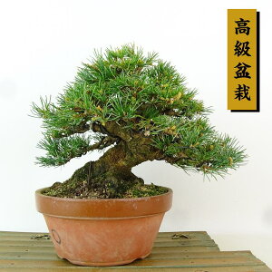 ~  ܗt  15cm 悤܂ ~ Pinus parviflora SE}c }c ΐjt Ϗܗp i i