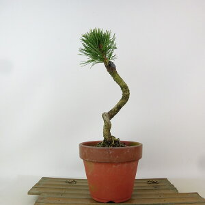 ~  ܗt   22cm 悤܂ Pinus parviflora SE}c }c ΐjt Ϗܗp i 