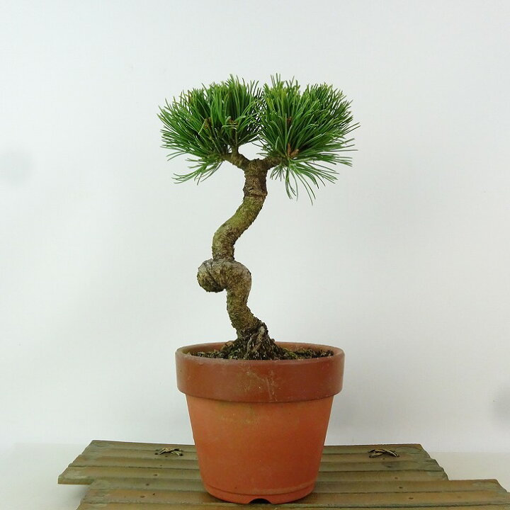 楽天市場】盆栽 松 五葉松 明星 樹高 約21cm ごようまつ Pinus 