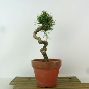 ~  ܗt   21cm 悤܂ Pinus parviflora SE}c }c ΐjt Ϗܗp i 