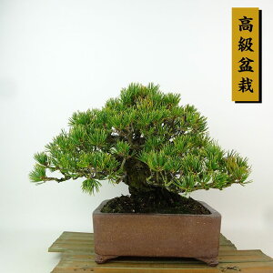 ~  ܗt d  19cm 悤܂ ~ Pinus parviflora SE}c }c ΐjt Ϗܗp i i