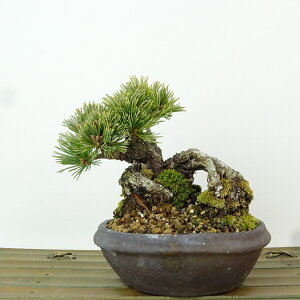 ~  ܗt   10cm 悤܂ Pinus parviflora SE}c }c ΐjt Ϗܗp i i