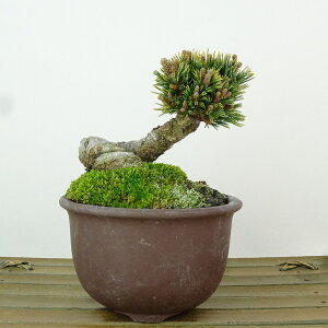 ~  ܗt   7cm 悤܂ Pinus parviflora SE}c }c ΐjt Ϗܗp i i