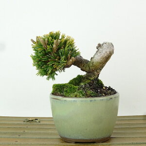 ~  ܗt   7cm 悤܂ Pinus parviflora SE}c }c ΐjt Ϗܗp i i