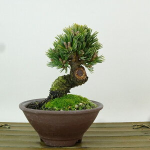 ~  ܗt   9cm 悤܂ Pinus parviflora SE}c }c ΐjt Ϗܗp i i