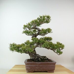~  ܗt  25cm 悤܂ Pinus parviflora SE}c }c ΐjt Ϗܗp i