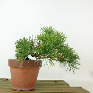 ~  ܗt  ㉺ 13cm 悤܂ Pinus parviflora SE}c }c ΐjt Ϗܗp i i
