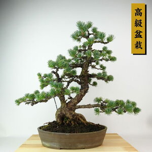 ~  ܗt  40cm 悤܂ ~ Pinus parviflora SE}c }c ΐjt Ϗܗp i