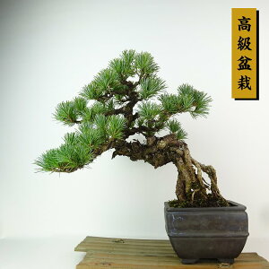 ~  ܗt  27cm 悤܂ ~ Pinus parviflora SE}c  }c ΐjt Ϗܗp i