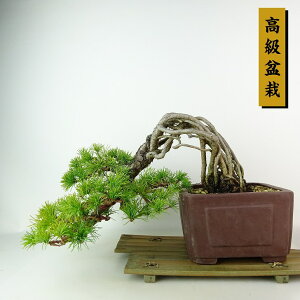 ~  ܗt  ㉺ 21cm 悤܂ ~ Pinus parviflora SE}c  }c ΐjt Ϗܗp i