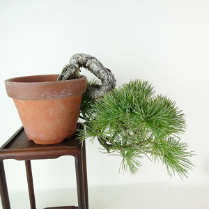 ~  ܗt  ㉺ 21cm 悤܂ Pinus parviflora SE}c R }c ΐjt Ϗܗp i