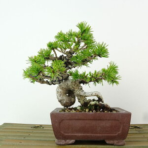 ~  ܗt  12cm 悤܂ Pinus parviflora SE}c }c ΐjt Ϗܗp i i