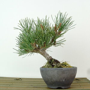 ~  ܗt  14cm 悤܂ Pinus parviflora SE}c }c ΐjt Ϗܗp i i 
