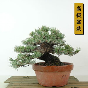 ~  ܗt  16cm 悤܂ ~ Pinus parviflora SE}c }c ΐjt Ϗܗp i i