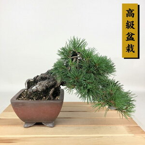 ~  ܗt  ㉺ 16cm 悤܂ ~ Pinus parviflora SE}c }c ΐjt Ϗܗp i i