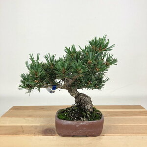 ~  ܗt ┪  16cm 悤܂ Pinus parviflora SE}c }c ΐjt Ϗܗp i i 