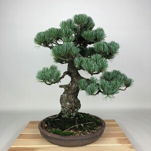 ~  ܗt  40cm 悤܂ Pinus parviflora SE}c }c ΐjt Ϗܗp i