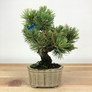 ~  ܗt  12cm 悤܂ Pinus parviflora SE}c }c ΐjt Ϗܗp i i