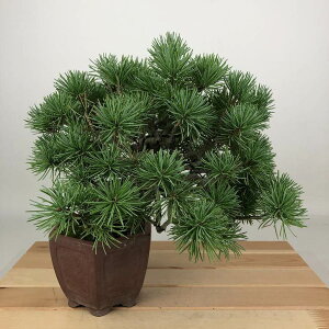 ~  ܗt  20cm 悤܂ Pinus parviflora SE}c }c ΐjt Ϗܗp i i