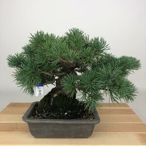 ~  ܗt  18cm 悤܂ Pinus parviflora SE}c }c ΐjt Ϗܗp i i