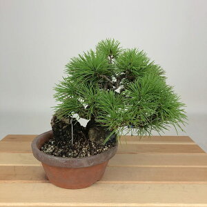 ~  ܗt  14cm 悤܂ Pinus parviflora SE}c Εt }c ΐjt ӏܗp Ϗܗp i i 