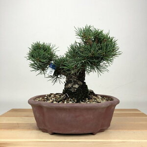 ~  ܗt   14cm 悤܂ Pinus parviflora SE}c }c ΐjt ӏܗp Ϗܗp i i