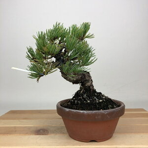 ~  ܗt  14cm 悤܂ Pinus parviflora SE}c }c ΐjt ӏܗp Ϗܗp i i