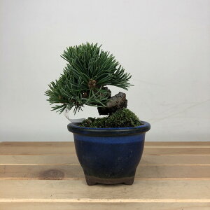 ~  ܗt   7cm 悤܂ Pinus parviflora SE}c }c ΐjt ӏܗp Ϗܗp i i