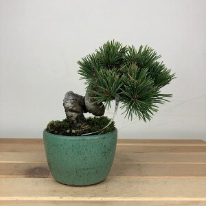 ~  ܗt   9cm 悤܂ Pinus parviflora SE}c }c ΐjt ӏܗp Ϗܗp i i