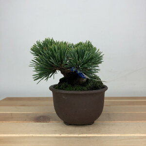 ~  ܗt   8cm 悤܂ Pinus parviflora SE}c }c ΐjt ӏܗp Ϗܗp i i