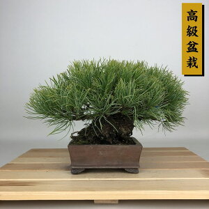 �~�� �� �ܗt�� �ߐ{ ���� ��14cm ���悤�܂� �����~�� Pinus parviflora �S���E�}�c �}�c�� ��ΐj�t�� �ӏ� �Ϗܗp ���i ���i